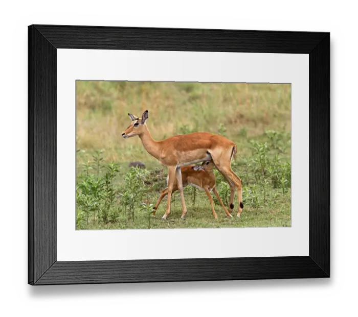 Framed Print : Impala, black heeled antelope, black heeled antelope Framed Print : Impala, black heeled antelope, black heeled antelope