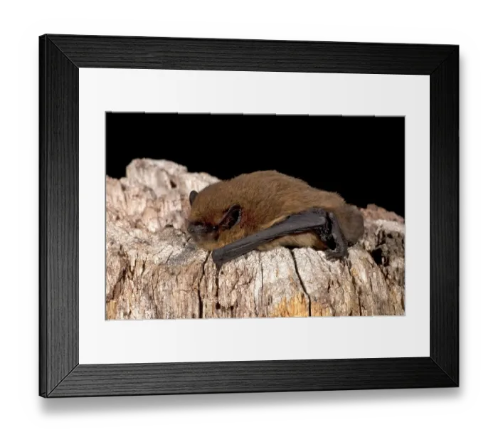 Framed Print : Common Pipistrelle (Pipistrellus pipistrellus)