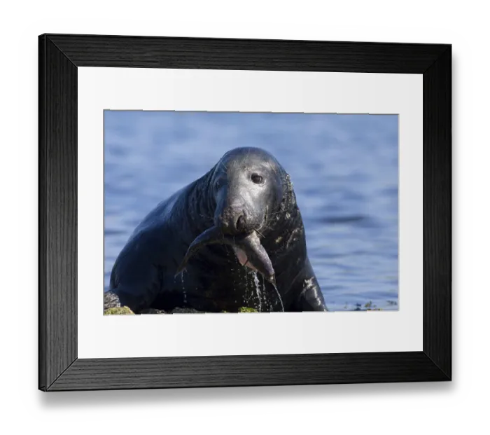 Framed Print : Grey seal (Halichoerus grypus)