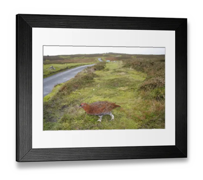 Framed Print : Scottish Grouse, red grouses (Lagopus lagopus scoticus) Framed Print : Scottish Grouse, red grouses (Lagopus lagopus scoticus)