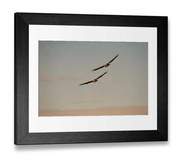 Framed Print : Eurasian Griffon Vulture (Gyps fulvus) two adults Framed Print : Eurasian Griffon Vulture (Gyps fulvus) two adults