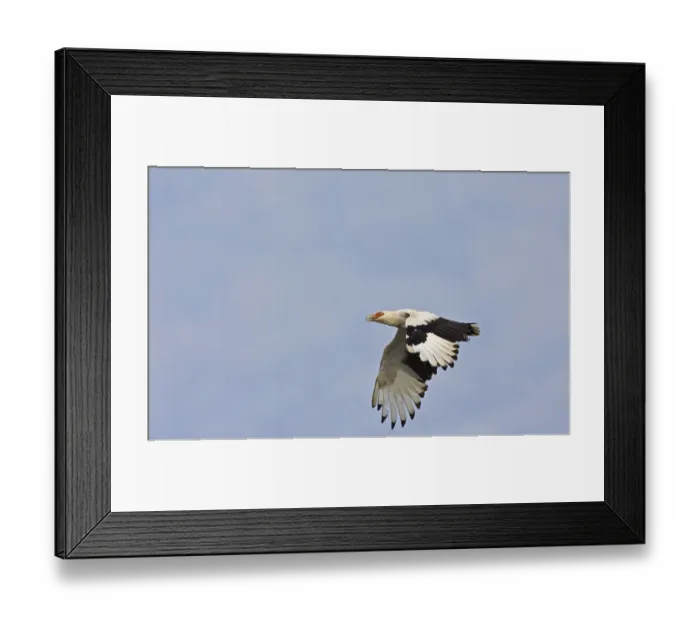 Framed Print : Palm-nut Vulture (Gypohierax angolensis) Vultures