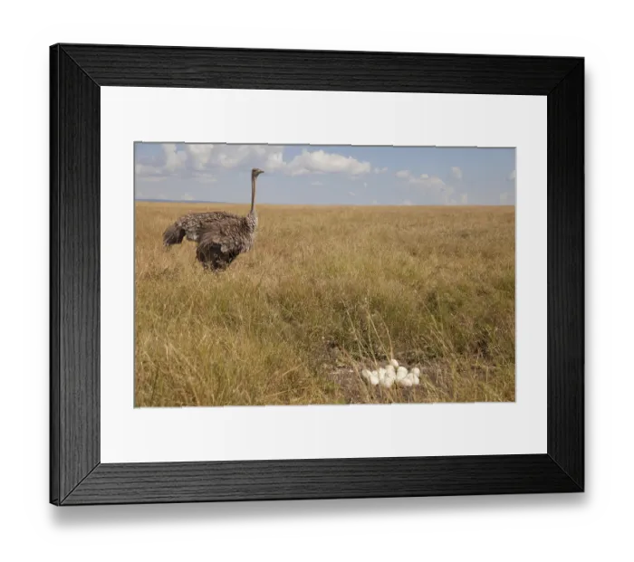 Framed Print : Common ostrich (Struthio camelus) Framed Print : Common ostrich (Struthio camelus)