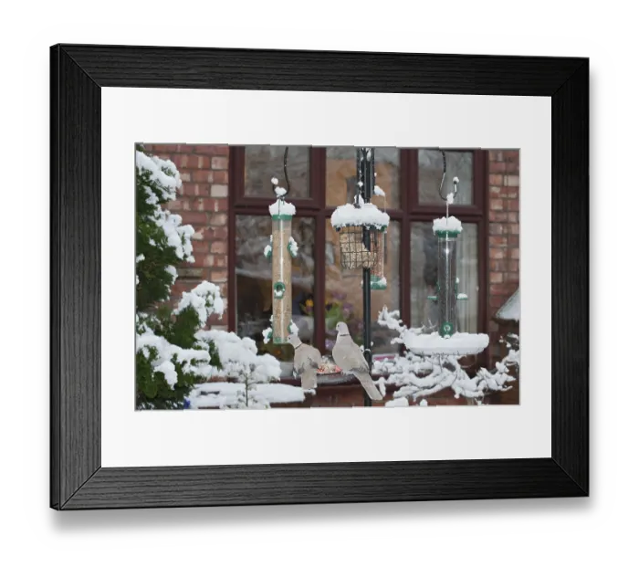 Framed Print : Eurasian Collared Dove, Eurasian Collared Dove adult pair