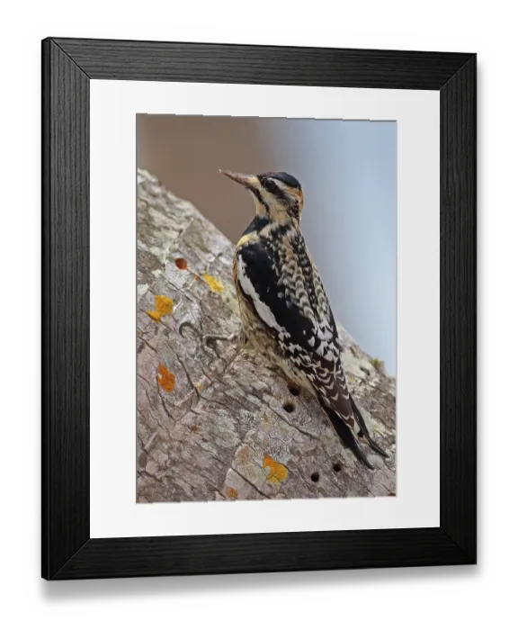 Framed Print : Yellow-bellied Sapsucker (Sphyrapicus varius) immature Framed Print : Yellow-bellied Sapsucker (Sphyrapicus varius) immature