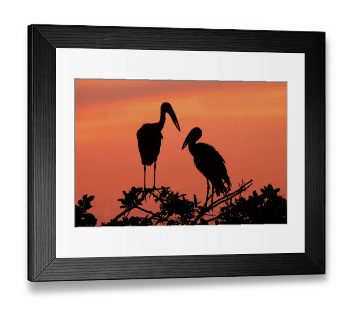 Framed Print : Moor's Clawbill, Moor's Clawbill