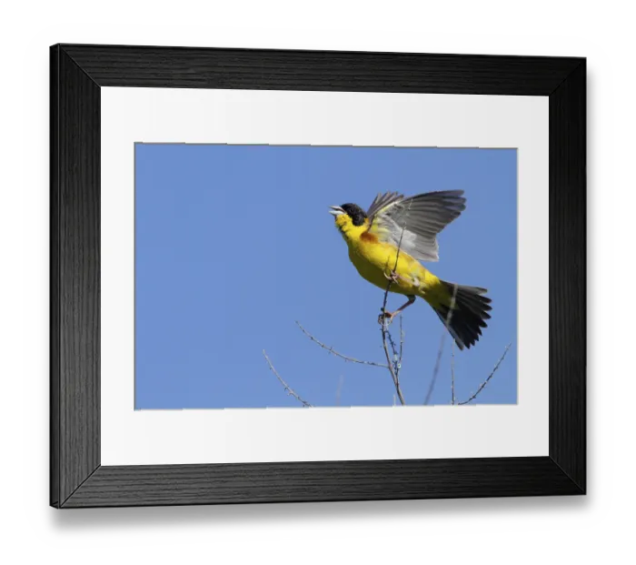 Framed Print : Black-capped Bunting, Black-capped Bunting