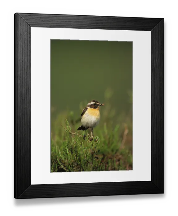 Framed Print : Whinchat (Saxicola rubetra), adult male Framed Print : Whinchat (Saxicola rubetra), adult male