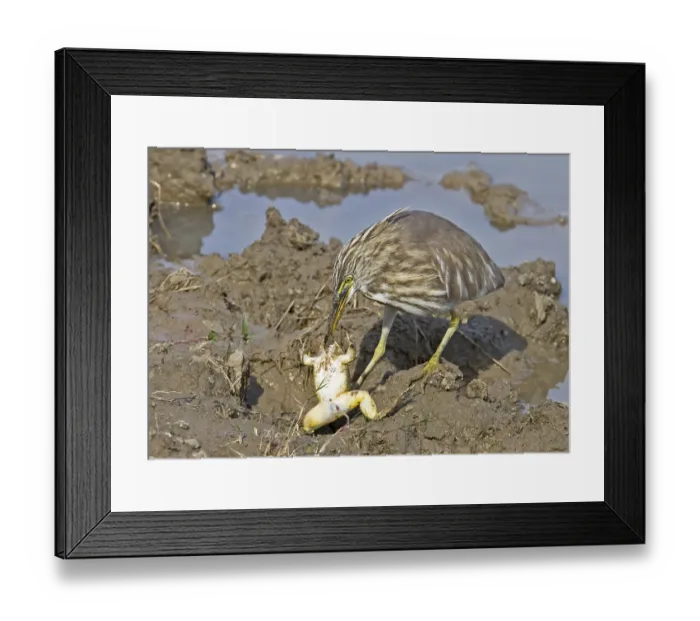 Framed Print : Indian indian pond heron (Ardeola grayii) adult Framed Print : Indian indian pond heron (Ardeola grayii) adult