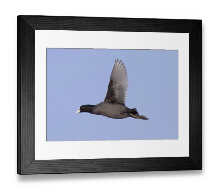 Framed Print : Eurasian Coot (Fulica atra), coot