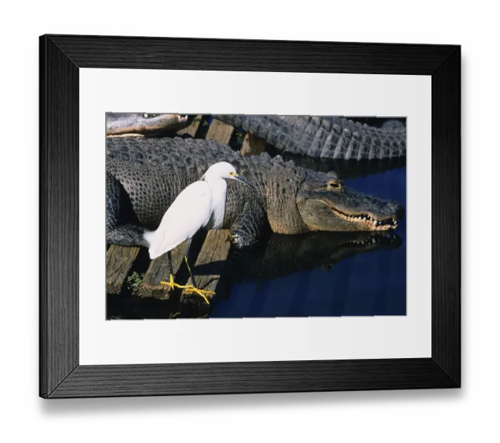 Framed Print : Snowy egret (Egretta thula) Stands beside water