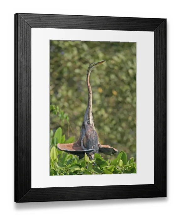 Framed Print : Purple Heron (Ardea purpurea) adult