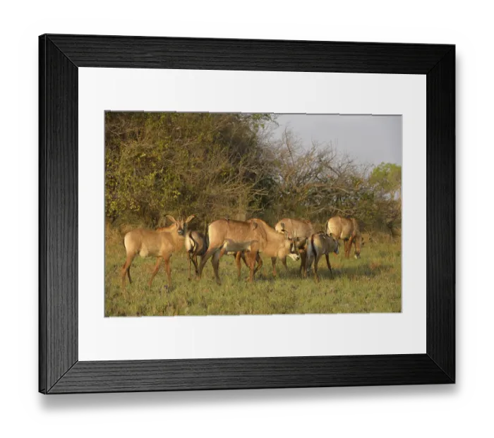 Framed Print : Roan Antelope (Hippotragus equinus) adults and calves