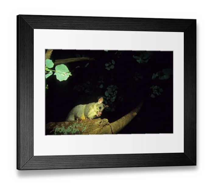 Framed Print : Common common brushtail possum (Trichosurus vulpecula) Framed Print : Common common brushtail possum (Trichosurus vulpecula)