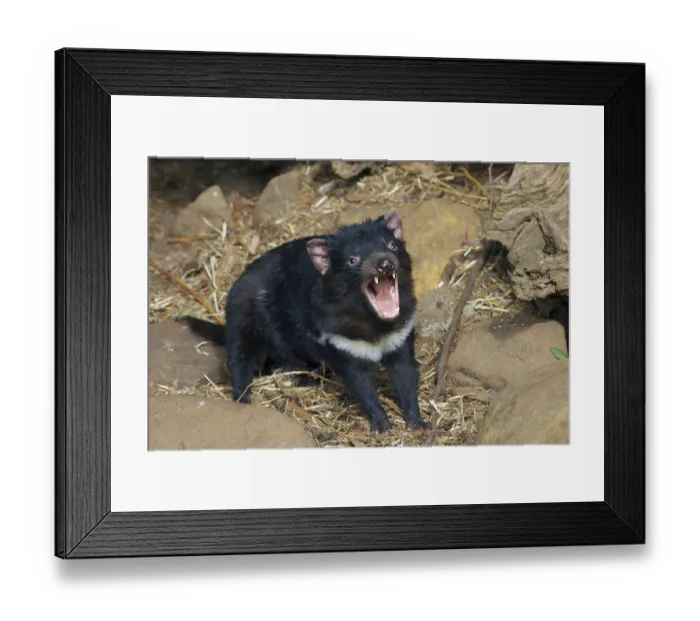 Framed Print : Tasmanian devil, Tasmanian devils (Sarcophilus harrisii) Framed Print : Tasmanian devil, Tasmanian devils (Sarcophilus harrisii)