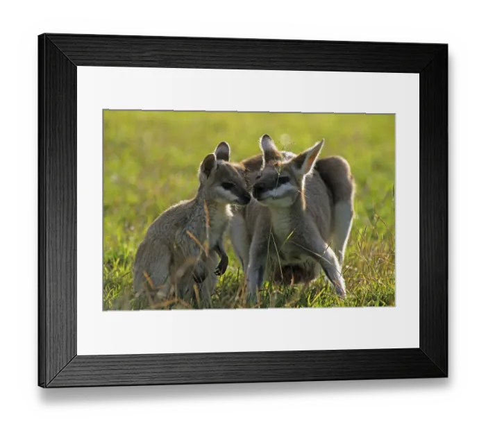 Framed Print : Whiptail wallaby, Pretty wallaby