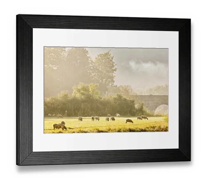 Framed Print : Local sheep, flock, grazing on river bank in morning mist Framed Print : Local sheep, flock, grazing on river bank in morning mist