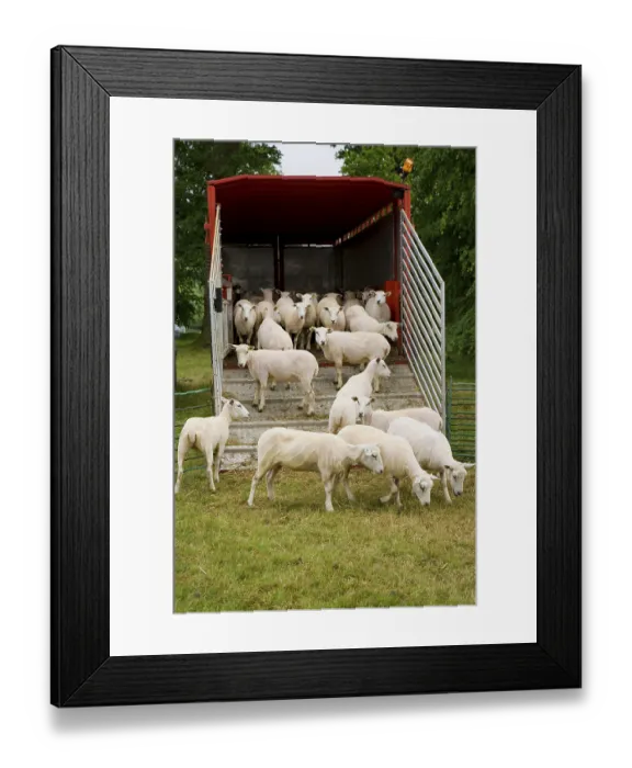 Framed Print : Domestic sheep, flock, next to lorry trailer after shearing Framed Print : Domestic sheep, flock, next to lorry trailer after shearing