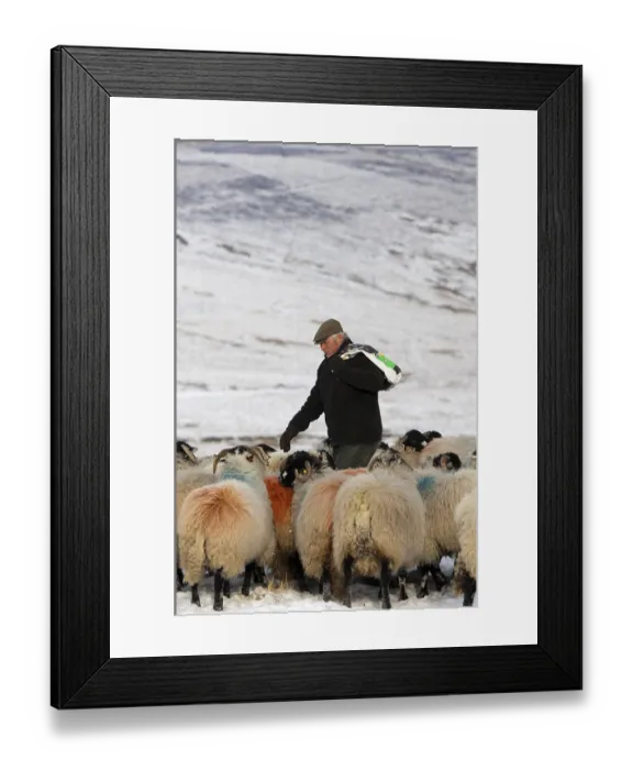 Framed Print : Sheep farming, shepherd with feed bag leading Dalesbred flock across snow covered moorland Framed Print : Sheep farming, shepherd with feed bag leading Dalesbred flock across snow covered moorland