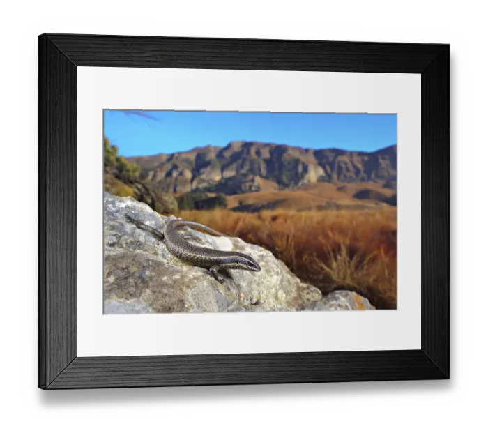 Framed Print : Striped skink (Mabuya striata) adult