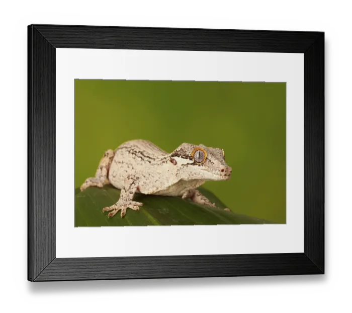 Framed Print : Gargoyle gecko (Rhacodactylus auriculatus) Framed Print : Gargoyle gecko (Rhacodactylus auriculatus)