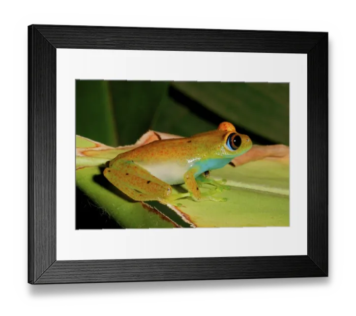 Framed Print : Viridian Treefrog (Boophis viridis) adult Framed Print : Viridian Treefrog (Boophis viridis) adult