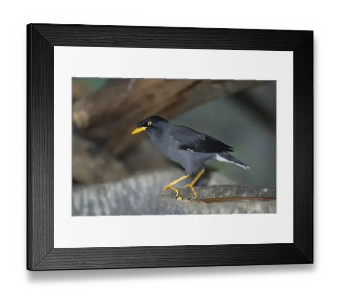 Framed Print : White-spotted myna (Acridotheres javanicus) Framed Print : White-spotted myna (Acridotheres javanicus)