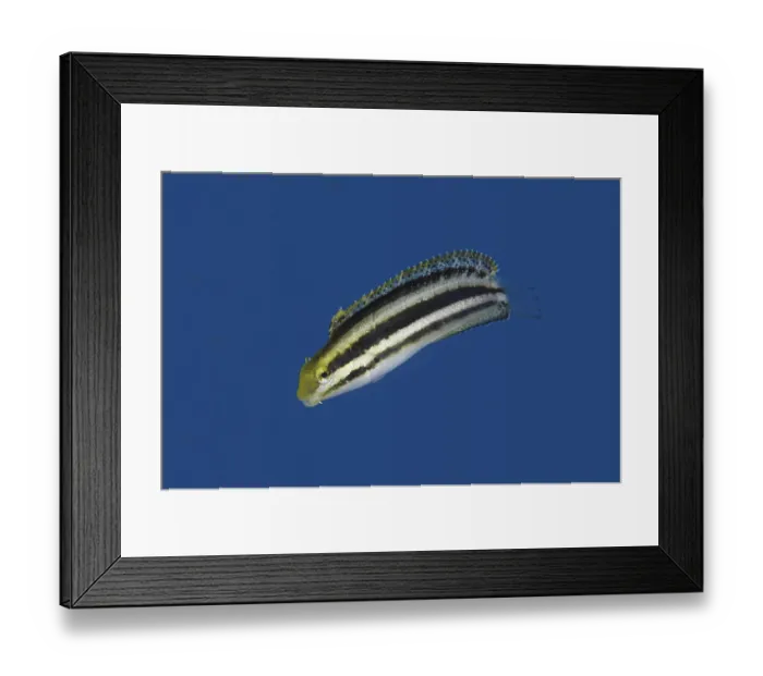 Framed Print : Shorthead Sabretooth Blenny (Petroscirtes breviceps) adult