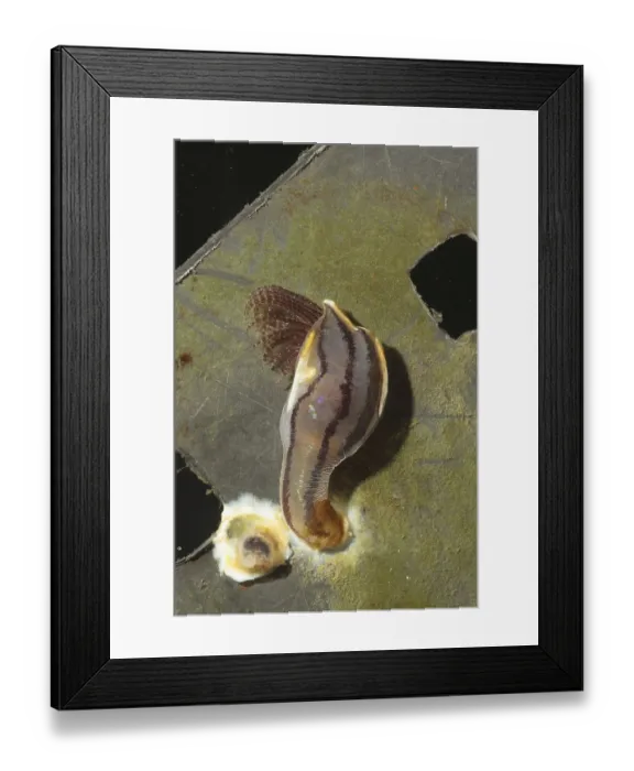 Framed Print : Barnacle, Barnacles, Other animals Framed Print : Barnacle, Barnacles, Other animals