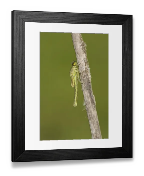Framed Print : Red-eyed damselfly (Erythromma najas) Framed Print : Red-eyed damselfly (Erythromma najas)