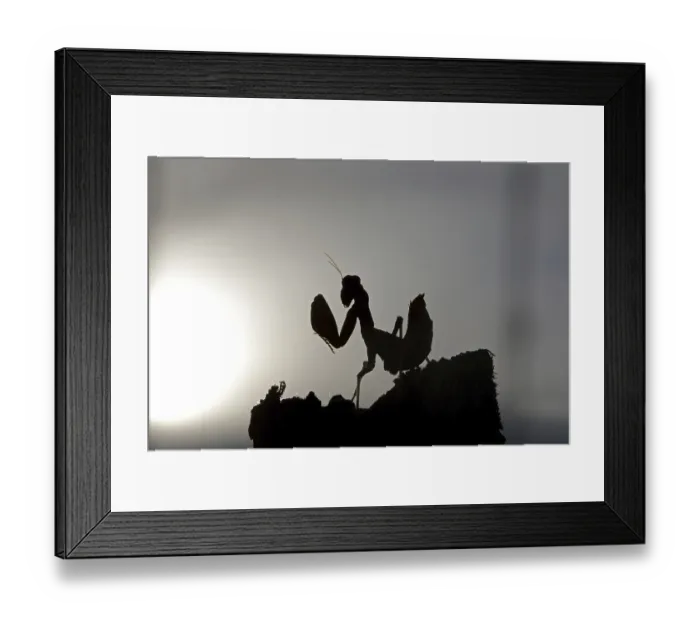 Framed Print : European Praying Mantis (Mantis religiosa) nymph