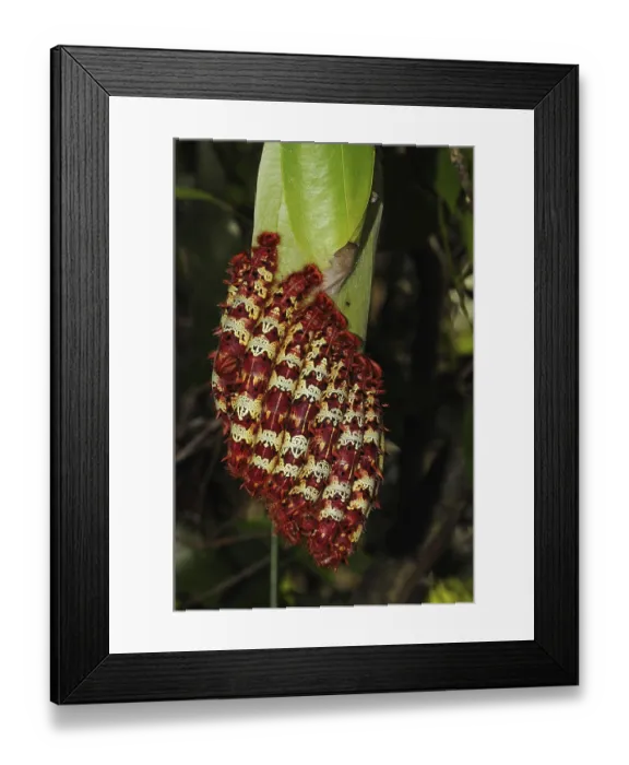 Framed Print : Morpho butterfly, Other animals Framed Print : Morpho butterfly, Other animals