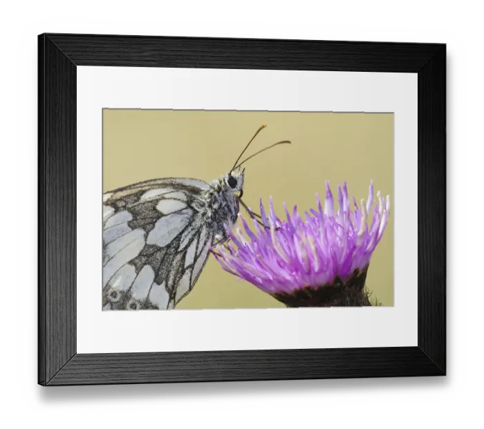 Framed Print : Marbled White (Melanargia galathea) adult Framed Print : Marbled White (Melanargia galathea) adult