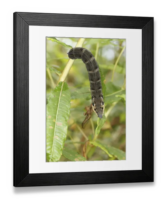 Framed Print : Elephant Hawkmoth (Deilephila elpenor) caterpillar Framed Print : Elephant Hawkmoth (Deilephila elpenor) caterpillar