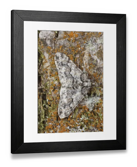 Framed Print : White grey broad-winged moth, White grey broad-winged moth