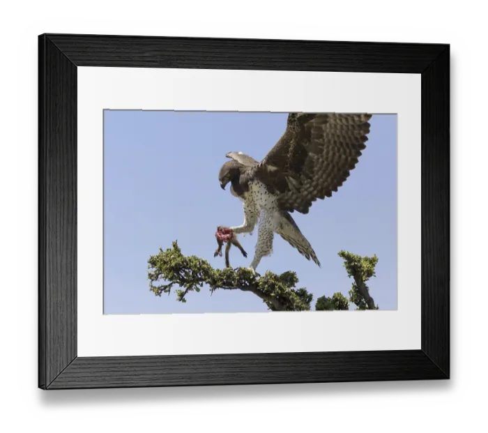 Framed Print : Martial eagle (Polemaetus bellicosus) adult