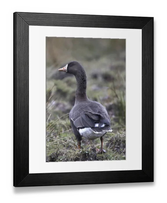 Framed Print : Greater White-fronted Goose, White-fronted Goose Framed Print : Greater White-fronted Goose, White-fronted Goose
