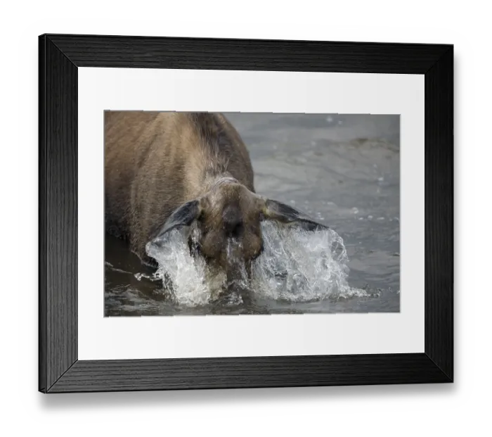 Framed Print : Elk (Alces alces), female, Tombstone Territorial Park Framed Print : Elk (Alces alces), female, Tombstone Territorial Park