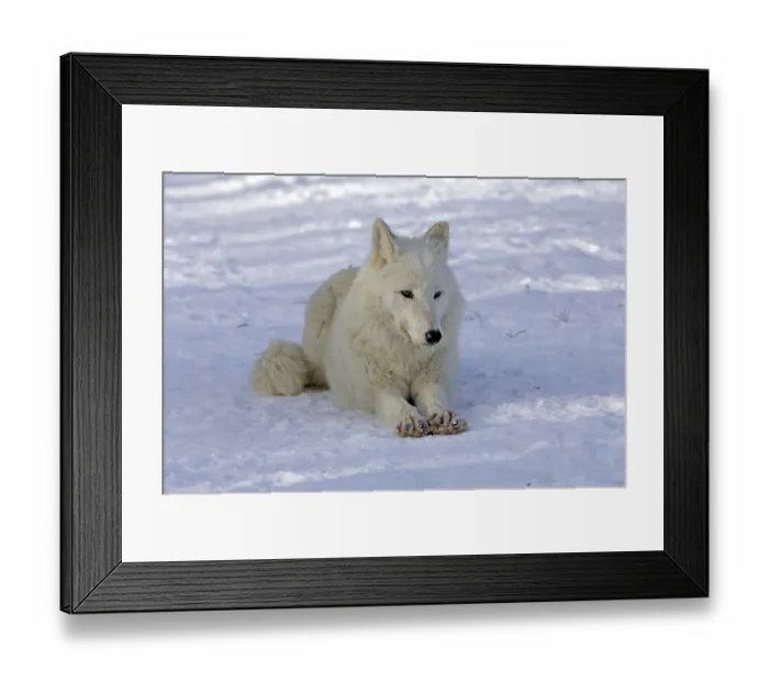 Framed Print : Artic wolf (Canis lupus lycaon) Framed Print : Artic wolf (Canis lupus lycaon)