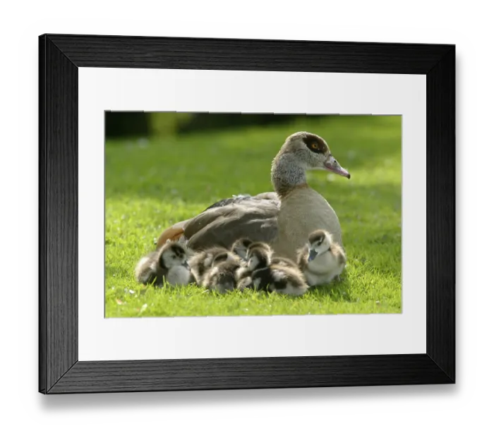 Framed Print : Egyptian goose (alopochen aegyptiacus)
