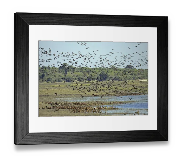 Framed Print : Witwenpfeifganse am Ufer des Chobe