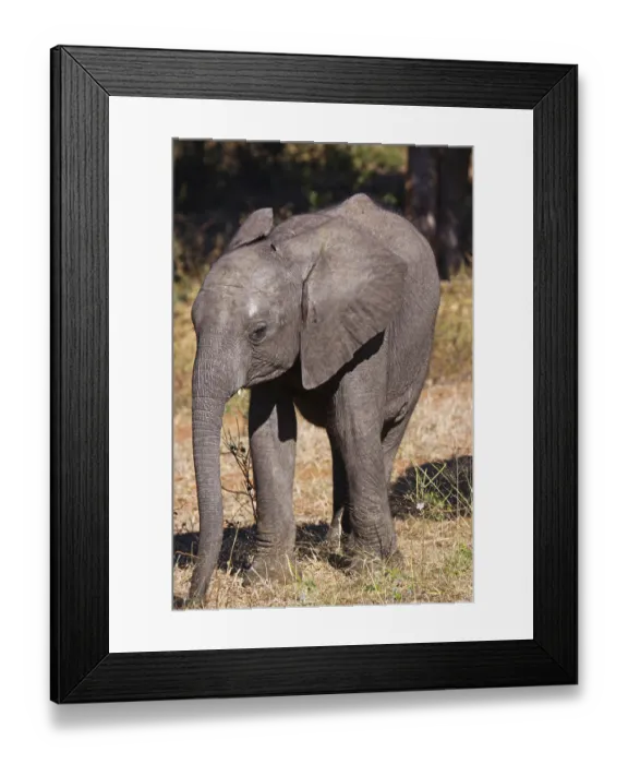 Framed Print : Young African elephant (Loxodonta africana)