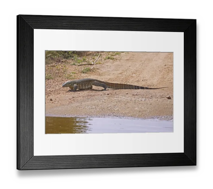 Framed Print : Nilwaran Kruger Nationalpark Sudafrika Framed Print : Nilwaran Kruger Nationalpark Sudafrika