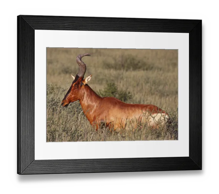Framed Print : Red hartebeest (Alcelaphus buselaphus) Framed Print : Red hartebeest (Alcelaphus buselaphus)