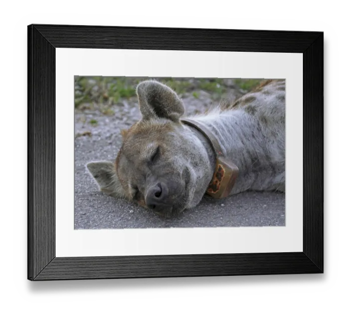 Framed Print : Hy