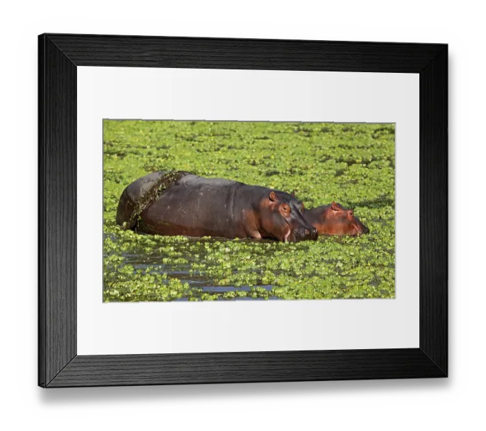 Framed Print : Hippos at South Luangwa National Park