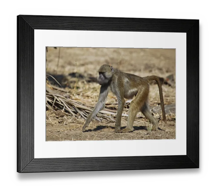 Framed Print : Yellow Baboon (papio cynocephalus)