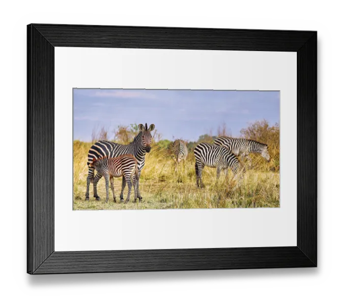 Framed Print : Steppenzebras (Equus quagga) mit einem Jungtier Framed Print : Steppenzebras (Equus quagga) mit einem Jungtier