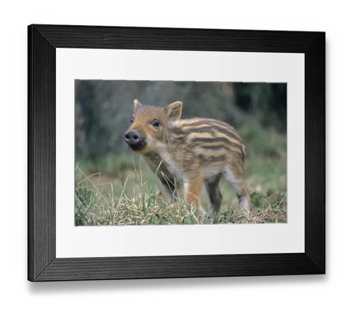 Framed Print : Young piglet carefully observes its conspecifics (wild boar) (wild boar)