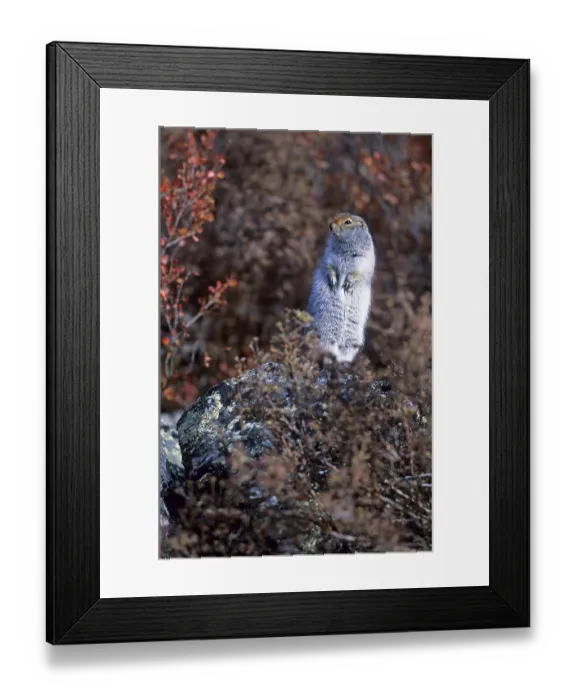 Framed Print : Arctic Ground Squirrel (Spermophilus parryii) Framed Print : Arctic Ground Squirrel (Spermophilus parryii)